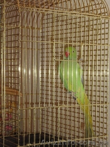Ожереловый попугай   большая клетка в подарок! - <ro>Изображение</ro><ru>Изображение</ru> #2, <ru>Объявление</ru> #909586