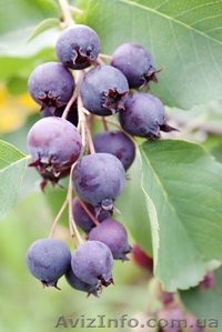 Ирга круглолистная,  обыкновенная,  саженцы ирги