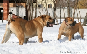 Щенки Бурбуля из питомника 