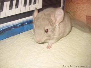 Срочная распродажа  цветных и стандартных шиншилл.Цены самые низкие.Торг возможе