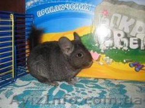 Распродажа!  Продам шиншилл деток и взрослых.Есть разные окрасы.                