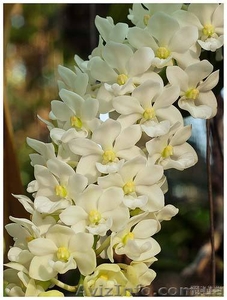 Орхидеи разных видов - <ro>Изображение</ro><ru>Изображение</ru> #4, <ru>Объявление</ru> #936713