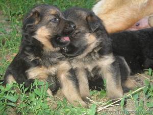 Прекрасные породистые щеночки немецкой овчарки!!! - <ro>Изображение</ro><ru>Изображение</ru> #4, <ru>Объявление</ru> #933115