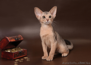 Абиссинский котенок(шоу-класс) - американский тип, питомник Sunrisе - <ro>Изображение</ro><ru>Изображение</ru> #2, <ru>Объявление</ru> #927091