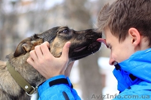 Отдам в хорошие руки собаку, метис немецкой овчарки, Айна, 12 мес. - <ro>Изображение</ro><ru>Изображение</ru> #3, <ru>Объявление</ru> #810251