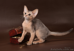Абиссинский котенок(шоу-класс) - американский тип, питомник Sunrisе - <ro>Изображение</ro><ru>Изображение</ru> #3, <ru>Объявление</ru> #927091