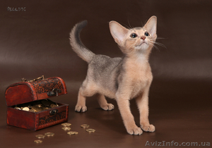 Абиссинский котенок(шоу-класс) - американский тип, питомник Sunrisе - <ro>Изображение</ro><ru>Изображение</ru> #4, <ru>Объявление</ru> #927091