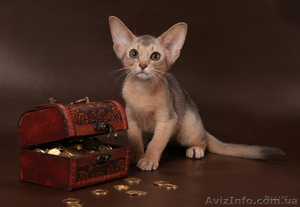 Абиссинский котенок(шоу-класс) - американский тип, питомник Sunrisе - <ro>Изображение</ro><ru>Изображение</ru> #5, <ru>Объявление</ru> #927091