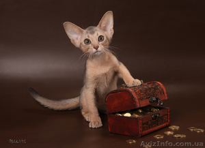 Абиссинский котенок(шоу-класс) - американский тип, питомник Sunrisе - <ro>Изображение</ro><ru>Изображение</ru> #1, <ru>Объявление</ru> #927091