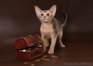 Абиссинский котенок(шоу-класс) - американский тип, питомник Sunrisе - <ro>Изображение</ro><ru>Изображение</ru> #6, <ru>Объявление</ru> #927091