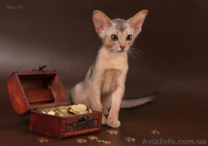 Абиссинский котенок(шоу-класс) - американский тип, питомник Sunrisе - <ro>Изображение</ro><ru>Изображение</ru> #8, <ru>Объявление</ru> #927091