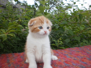 Продам вислоухих котят - <ro>Изображение</ro><ru>Изображение</ru> #2, <ru>Объявление</ru> #934888
