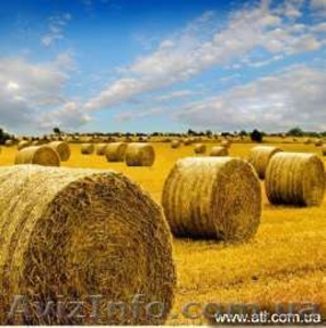 Сено луговое разнотравье