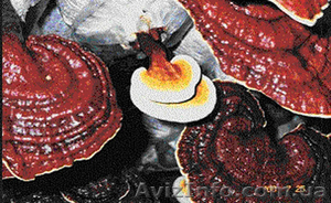 Продается гриб рейши  - <ro>Изображение</ro><ru>Изображение</ru> #1, <ru>Объявление</ru> #947517