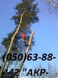 Аварийный спил деревьев 0506388442 - <ro>Изображение</ro><ru>Изображение</ru> #1, <ru>Объявление</ru> #947133