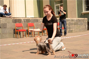 Онлайн-Дрессировка собак и щенков  - <ro>Изображение</ro><ru>Изображение</ru> #4, <ru>Объявление</ru> #960261