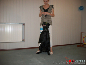 Онлайн-Дрессировка собак и щенков  - <ro>Изображение</ro><ru>Изображение</ru> #1, <ru>Объявление</ru> #960261