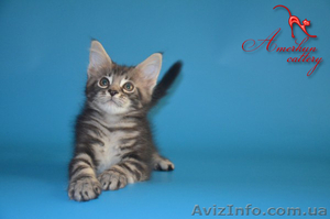 Шикарные котята мейн кун - <ro>Изображение</ro><ru>Изображение</ru> #3, <ru>Объявление</ru> #966988