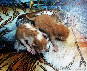 Рыжие котята, два мальчика - <ro>Изображение</ro><ru>Изображение</ru> #1, <ru>Объявление</ru> #954986