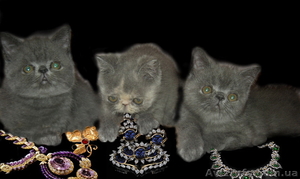 Экзотики короткошерстные