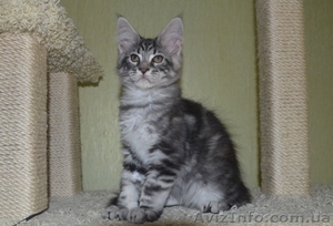 Крупные котята мейн кун из питомника