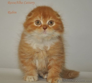 Котик,  хайленд-фолд