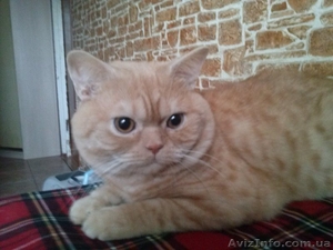 красный табби приглашает на вязку вислоухих кошек - <ro>Изображение</ro><ru>Изображение</ru> #3, <ru>Объявление</ru> #945715