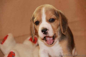 щенки бигля д.р. 26.08.13