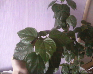 Гибискус китайский (Hibiscus rosa-sinensis)  - <ro>Изображение</ro><ru>Изображение</ru> #1, <ru>Объявление</ru> #981579