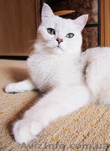 Элитные котята Британская шиншилла - <ro>Изображение</ro><ru>Изображение</ru> #1, <ru>Объявление</ru> #980574