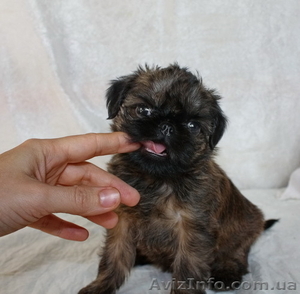 Щенки грифона – веселые собачки
