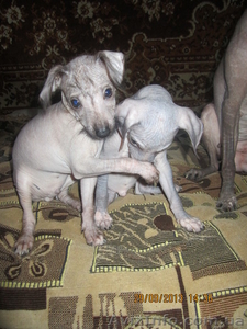 щенки голой мексиканской собачки - <ro>Изображение</ro><ru>Изображение</ru> #1, <ru>Объявление</ru> #975378