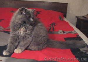 Шотландские котята,  хайленды от Меллер