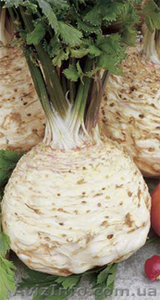 семена сельдерея Эдвард