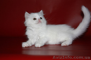 Шотландские котята страйт,  фолд,  хайленд