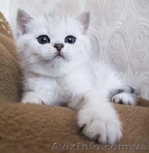 Элитные котята Британские шиншилловые, затушеванное серебро - <ro>Изображение</ro><ru>Изображение</ru> #1, <ru>Объявление</ru> #993984