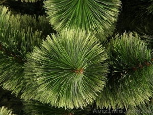 Новогодние украшения, искусственные елки и сосны - <ro>Изображение</ro><ru>Изображение</ru> #4, <ru>Объявление</ru> #997458