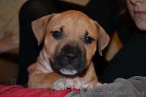  американский стаффордширский терьер