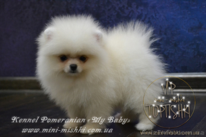 Щеночки карликового померанского шпица эксклюзивно высокого качества VIP-Classa