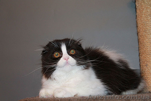 шотландские котята скоттиш фолд. страйт,  хайленд