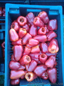 Продам замороженный красный перец - <ro>Изображение</ro><ru>Изображение</ru> #1, <ru>Объявление</ru> #1011874