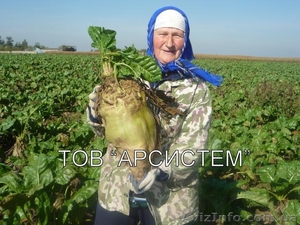 Одноростковые семена кормовой свеклы "Лада" (Белоруссия) - <ro>Изображение</ro><ru>Изображение</ru> #3, <ru>Объявление</ru> #1027888