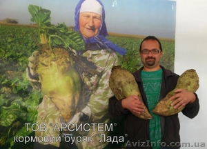 Одноростковые семена кормовой свеклы "Лада" (Белоруссия) - <ro>Изображение</ro><ru>Изображение</ru> #2, <ru>Объявление</ru> #1027888