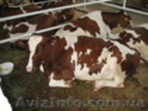 реализуем бычков породы красно-рябая - <ro>Изображение</ro><ru>Изображение</ru> #1, <ru>Объявление</ru> #1021195