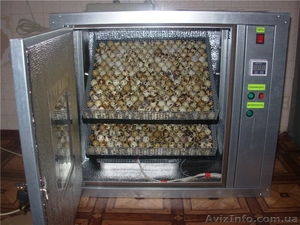 инкубатор автоматический для перепелов - <ro>Изображение</ro><ru>Изображение</ru> #2, <ru>Объявление</ru> #1015528