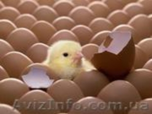 продам яйцо инкубационное куриное - <ro>Изображение</ro><ru>Изображение</ru> #1, <ru>Объявление</ru> #1014858