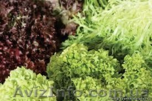           Зелень, салаты, овощи   оптом  - <ro>Изображение</ro><ru>Изображение</ru> #1, <ru>Объявление</ru> #989919
