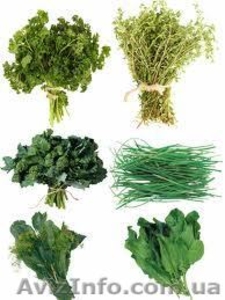 Продам зелень, салаты, овощи оптом - <ro>Изображение</ro><ru>Изображение</ru> #2, <ru>Объявление</ru> #1037550