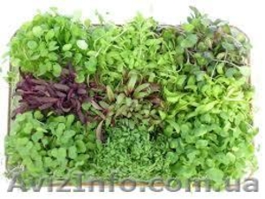           Зелень, салаты, овощи   оптом  - <ro>Изображение</ro><ru>Изображение</ru> #2, <ru>Объявление</ru> #989919