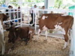 реализуем коров,  телок,  нетелей, телочек породы красно-рябая